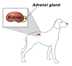 cartoon dog diagram of kidney and adrenal gland