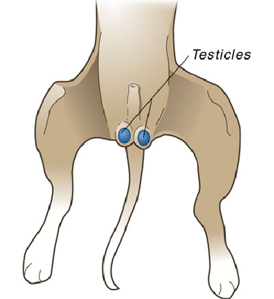 diagram of male reproductive system in cat