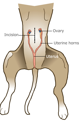 diagram of female reproductive system in cat