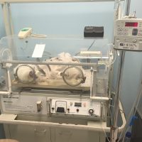 patient resting in Incubator at Mavis Road Animal hospital