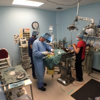 performing orthopedic surgery at Mavis Road animal hospital