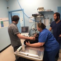 performing an ultrasound on a patient at mavis road animal hospital