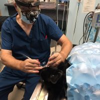 veterinarian performing a dental procedure for pet