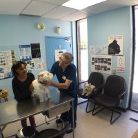 veterinarian team at Mavis Road animal clinic examining a dog patient