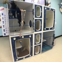 kitten adoption - are placed in the reception area at Mavis road Mississauga