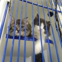 two kitten awaits adoption looking out of a cage