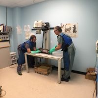 Mavis road veterinarian team taking an x-rays with a cat patient