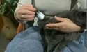 woman holding grey cat and pills