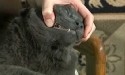 person holding back cat's mouth to check teeth