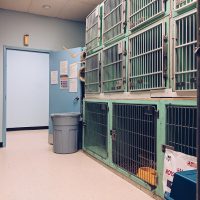 cages on both side of the wall for dog