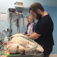 Mavis road veterinarian team preparing a dog patient