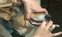 person brushing dog's teeth