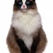 cat standing with white background