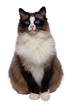 cat standing with white background