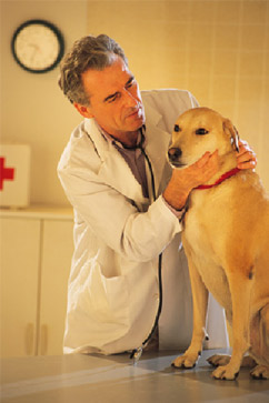 doctor checkup on a dog patient