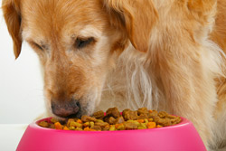 dog eating dry pet food