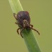 tick on a piece of grass