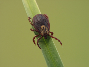 tick on a piece of grass