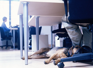 dog laying down under its owner's desk in the office