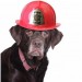 black dog with a red Fire Chief hat