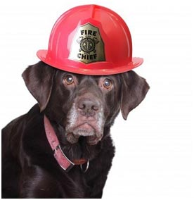 black dog with a red Fire Chief hat