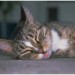 closeup of cat resting on floor