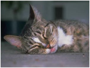 closeup of cat resting on floor