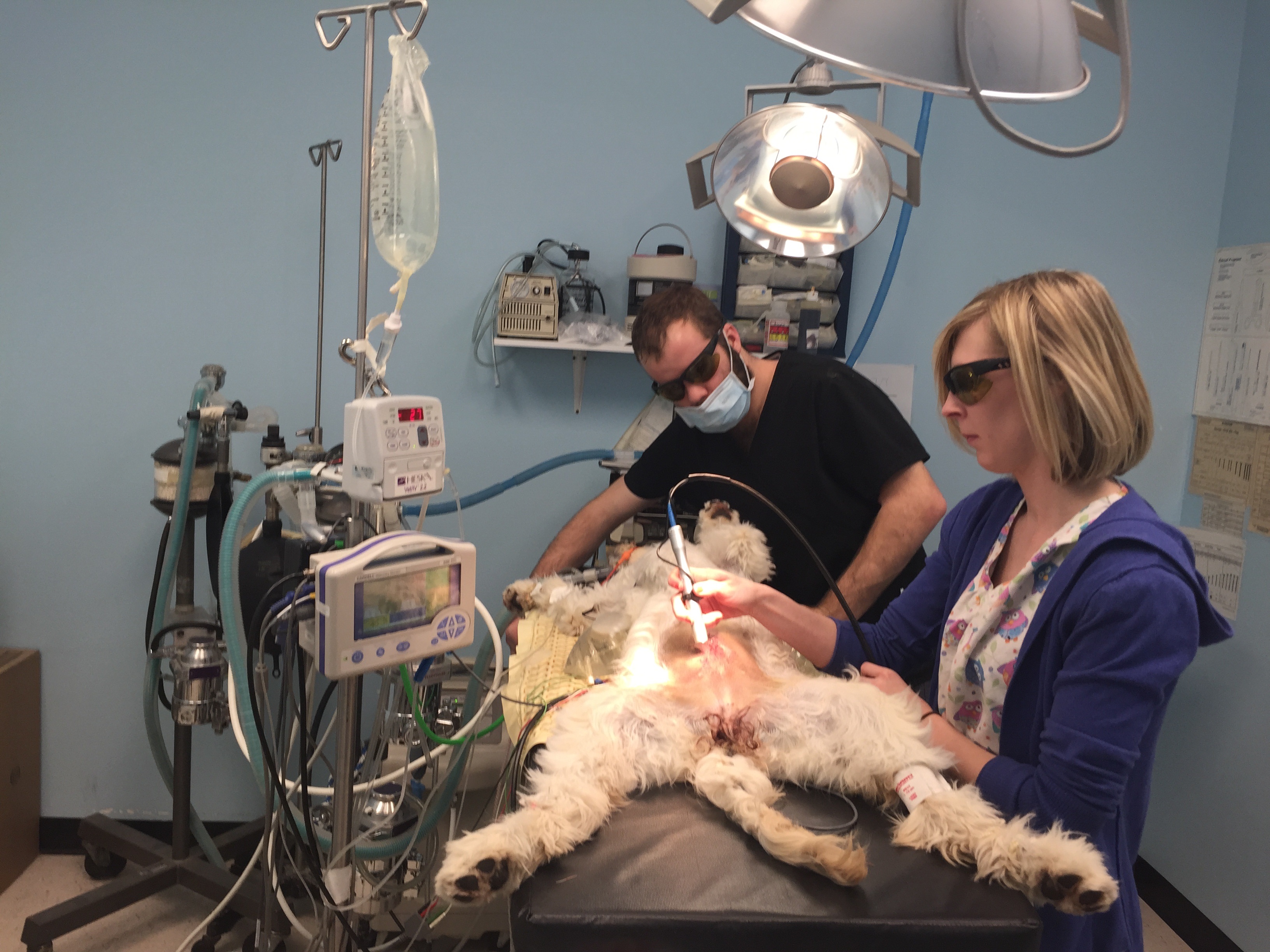 doctor is performing laser therapy on a dog