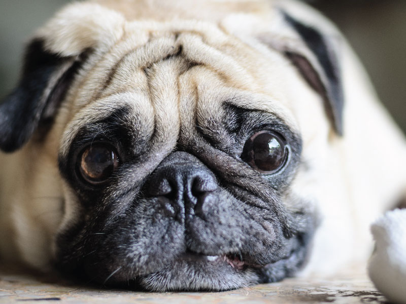 closeup of puppy's head with black eyes