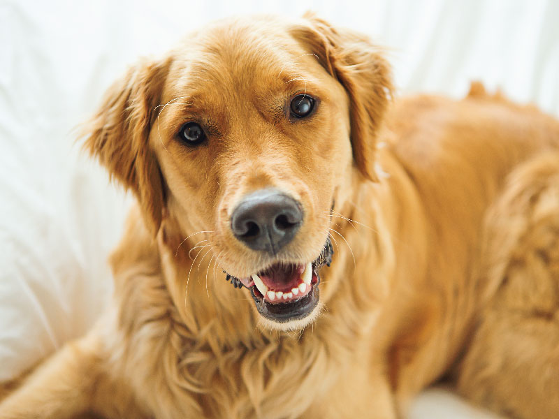 closeup brown dog sitting