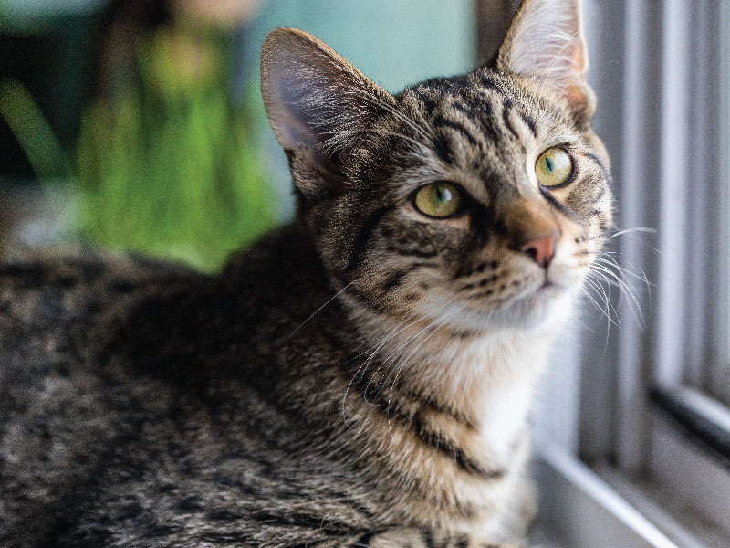 closeup of a cat with green eye looking outside the window