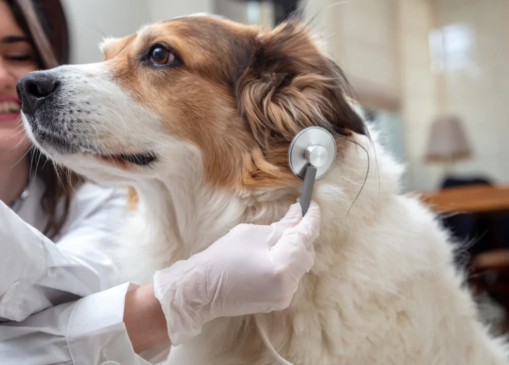 Diagnostics Amp Laboratory Testing - Diagnostics Laboratory Testing 5 - Mavis Road Animal Clinic