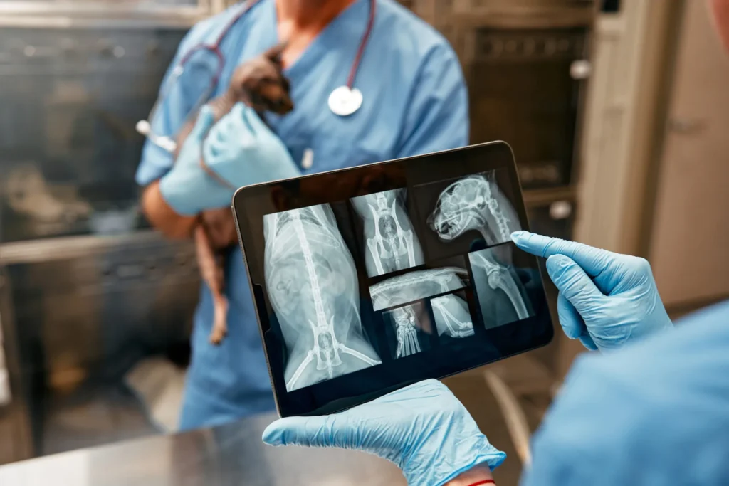 Digital Radiography - Digital Radiography 1 - Mavis Road Animal Clinic