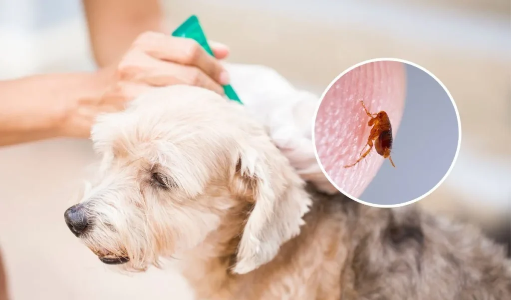 Flea Control - Dog Fleas - Mavis Road Animal Clinic