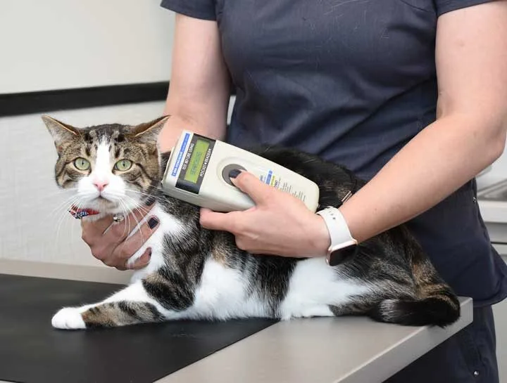 Microchipping Identification - Microchipping Identification 2 - Mavis Road Animal Clinic