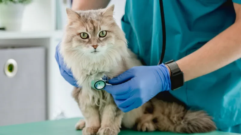 Wellness Program - Pet Wellness Header - Mavis Road Animal Clinic