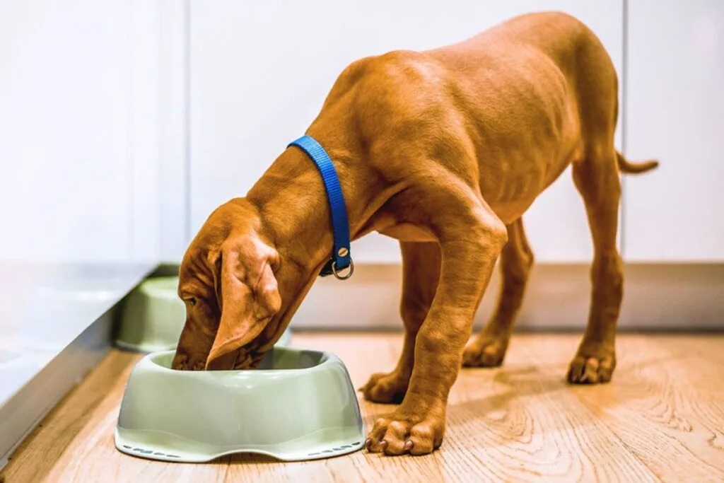 Pet Nutrition Services - Pet Nutrition Services 9 - Mavis Road Animal Clinic